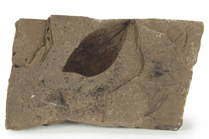 Fossil Plant (Sassafras?) Plate - McAbee, BC #248916